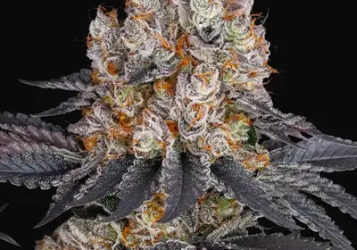 Gelato