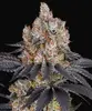 Gelato