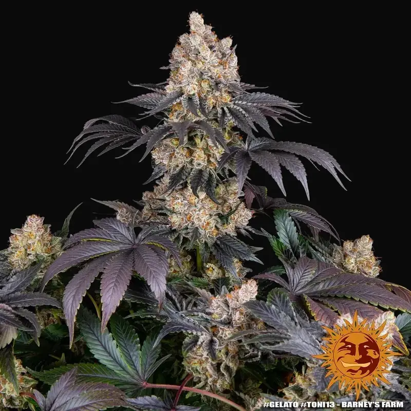 Gelato — zdjęcie 4