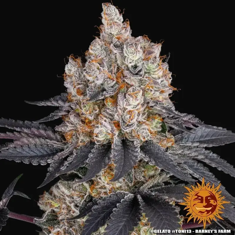 Gelato — zdjęcie 5