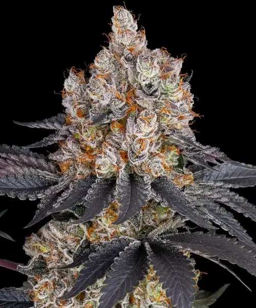 Gelato