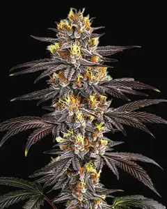 Gelato