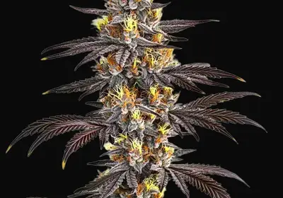 Gelato