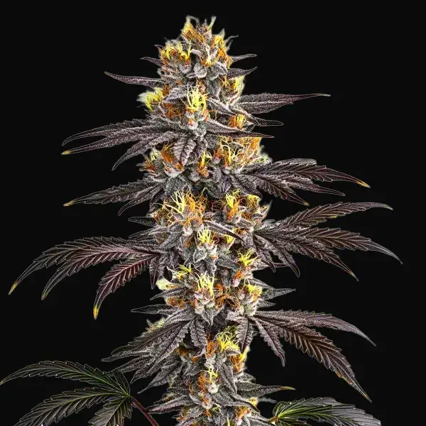 Gelato