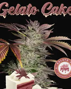 Gelato Cake