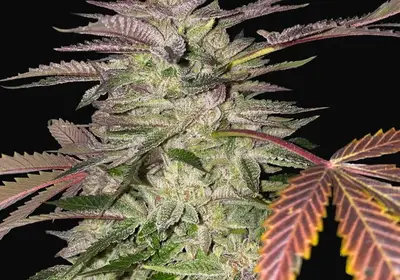 Gelato Cake