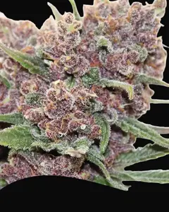 Gelato Dream