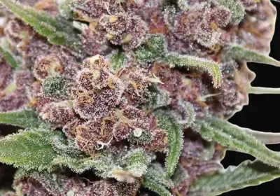 Gelato Dream