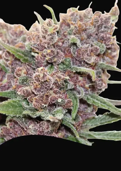 Gelato Dream