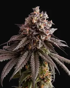Gelato-K