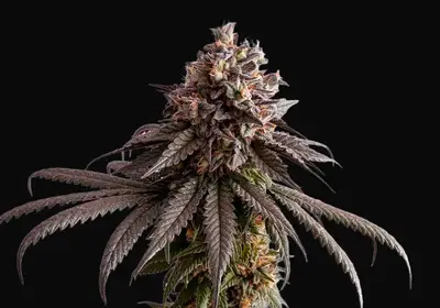 Gelato-K