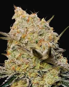 Gelato Mint