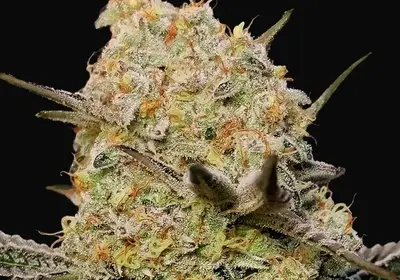 Gelato Mint