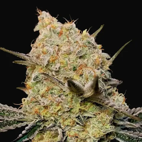 Gelato Mint