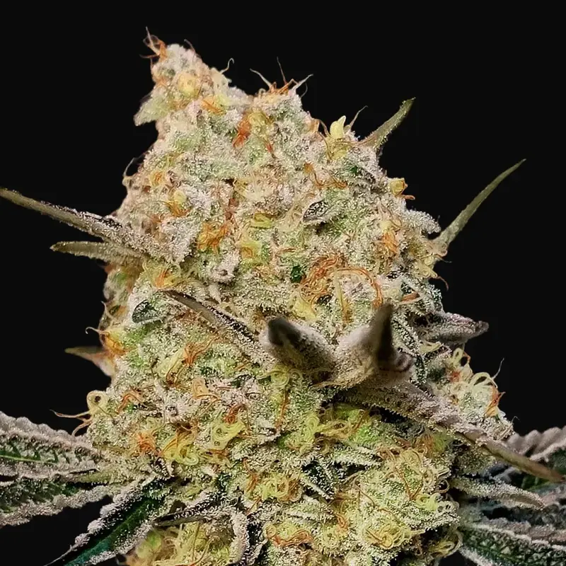 Gelato Mint