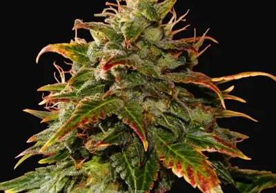 Gelato