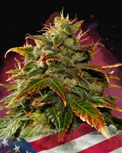 Gelato