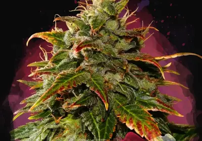 Gelato