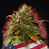 Gelato
