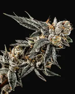Gelato Punch