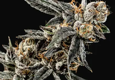 Gelato Punch