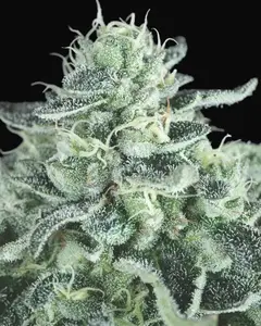 Gelato