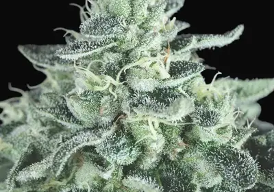 Gelato