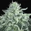 Gelato