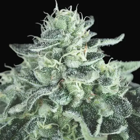 Gelato
