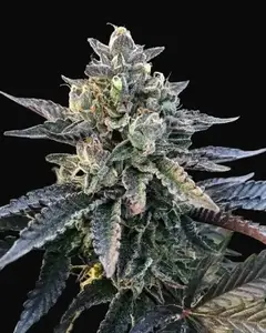 Gelato Sorbet