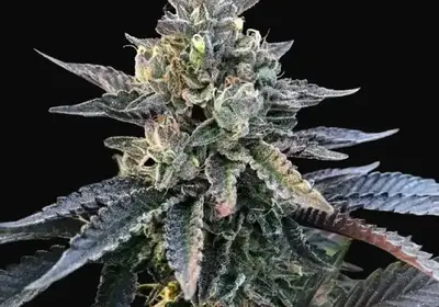Gelato Sorbet