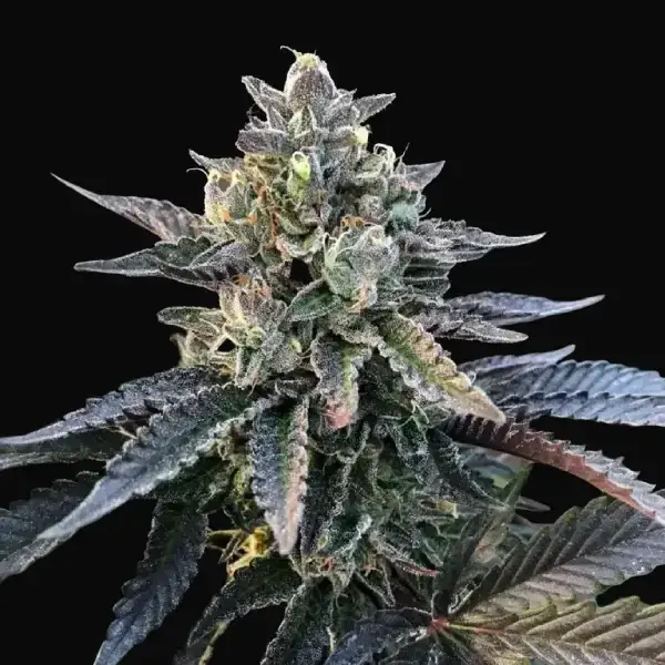 Gelato Sorbet