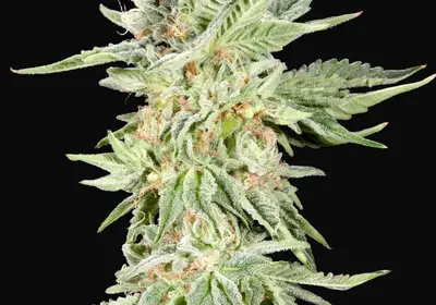Gelato Sundae