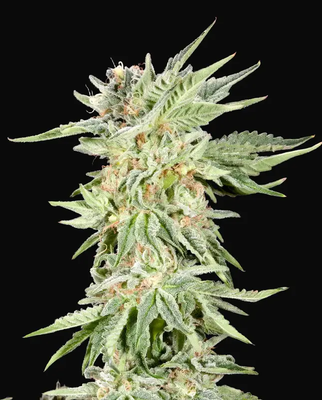Gelato Sundae