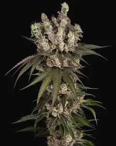Gelauto Kush Automatic