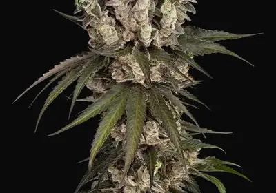 Gelauto Kush Automatic