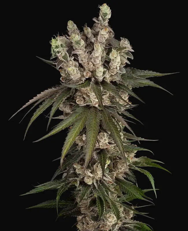 Gelauto Kush Automatic