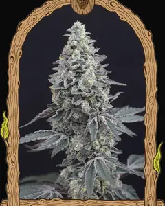 Georgia Cream Auto