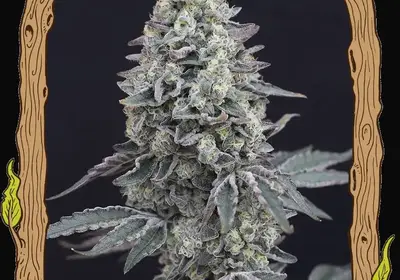 Georgia Cream Auto