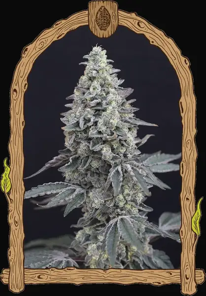 Georgia Cream Auto