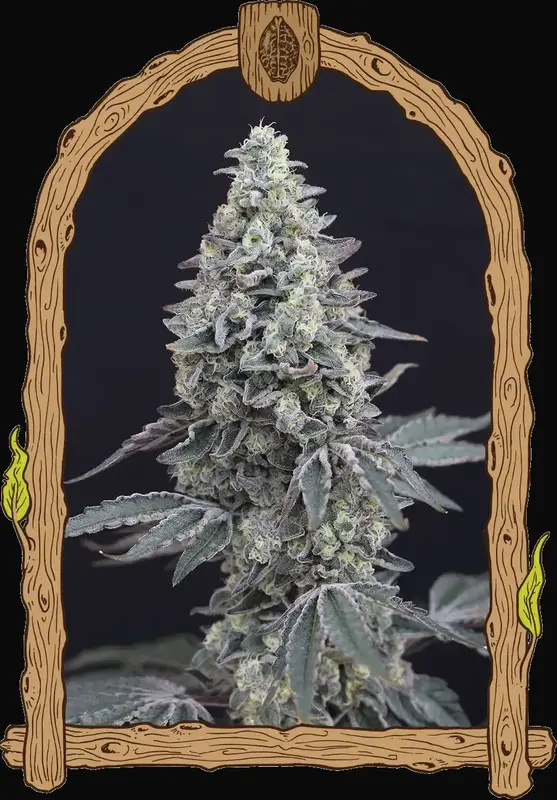Georgia Cream Auto