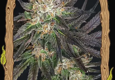 Georgia Cream