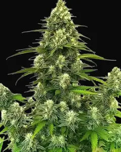GG4 Autoflower