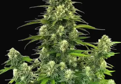 GG4 Autoflower