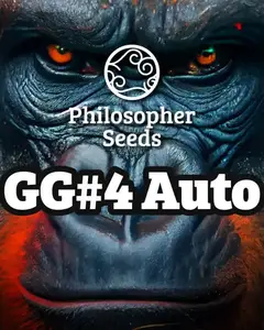 GG#4 Auto