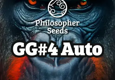 GG#4 Auto