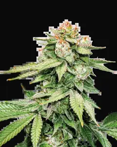 GG4 Auto