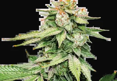 GG4 Auto