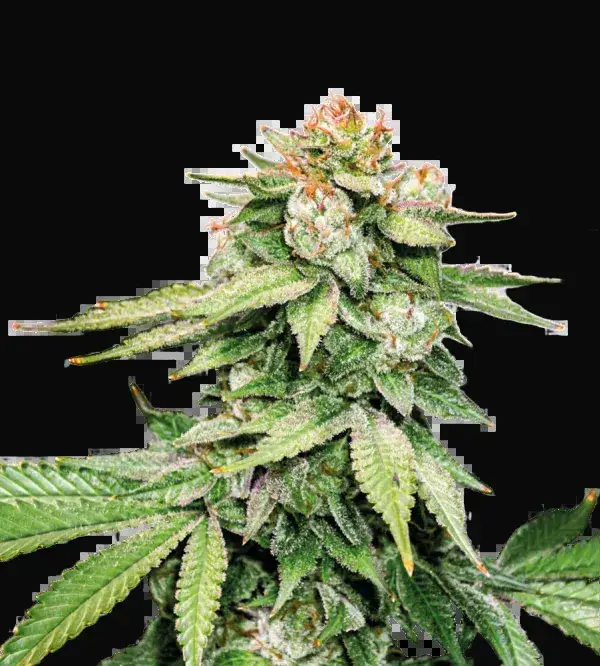 GG4 Auto