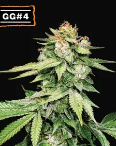 GG4 Auto